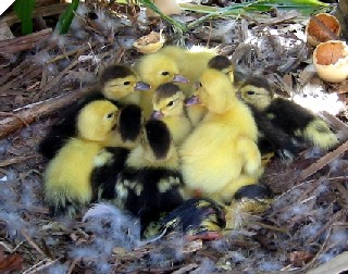 A whole nest of ducks