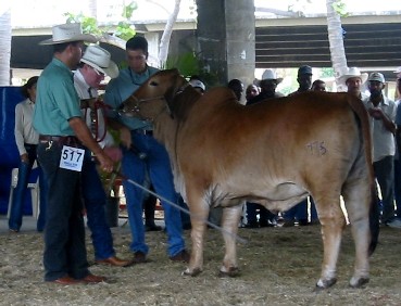 heiferjudging