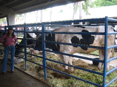 holsteinbull