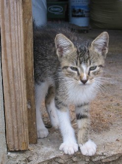 newcat