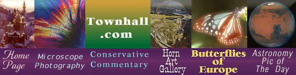 Gallery Links
