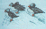 Puffin Pic