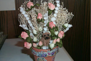 Breed Flower Pot