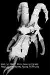 DragTete.jpg (25372 bytes)