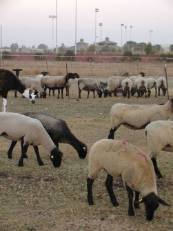 The Ewes