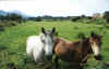 Horses-Streamstown (1).jpg (148191 bytes)