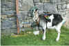 Puck-Goat Murrisk Pattern 1999 (1).jpg (164586 bytes)