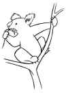 koala0.jpg (28447 bytes)