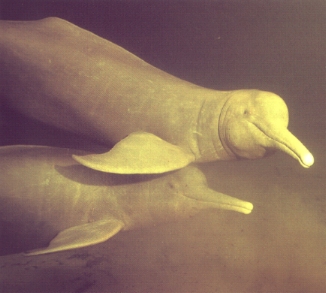 Boto Dolphin