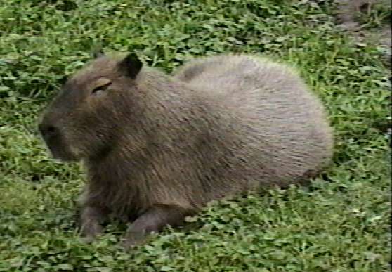 Capybara