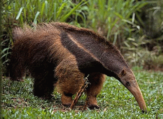 Giant Anteater