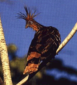 Hoatzin