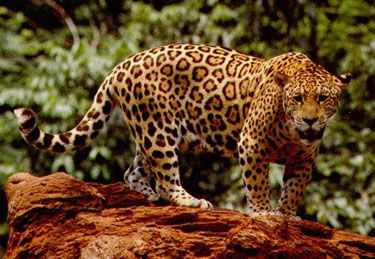 Jaguar