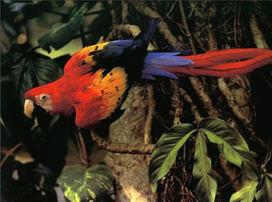 Scarlet Macaw