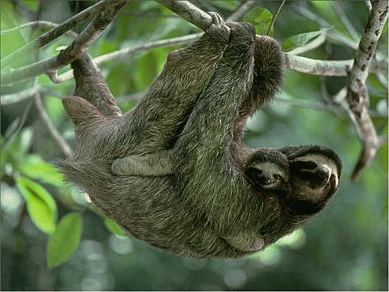 Three-toed sloth