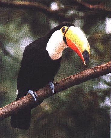 Toco Toucan