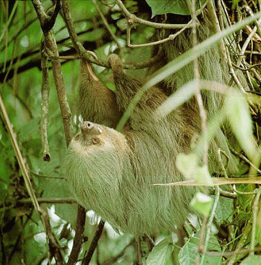 Two-Toed Sloth
