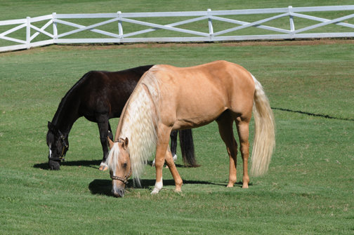 Candy and Tucker