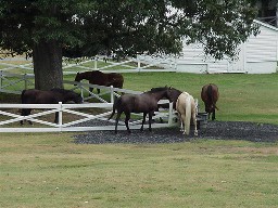 Graceland Horses