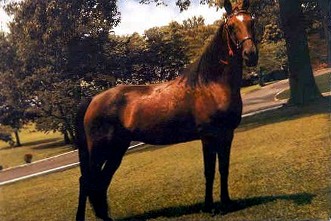 Elvis' Horse Mare Ingram.