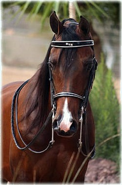 Graceland Horse