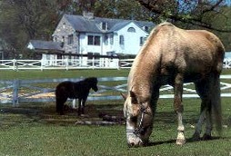 Rising Sun grazing with Lisa Marie's pony.