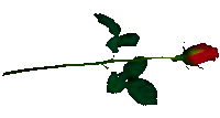 Single Long Stem Rose