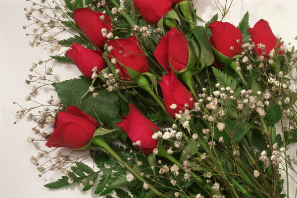 Roses