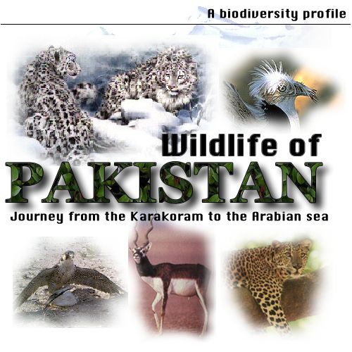click here to see the "wild" pakistan!