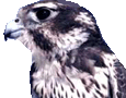 shahinhead.gif (9180 bytes)
