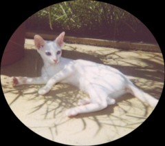 white Oriental
