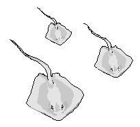 sea rays
