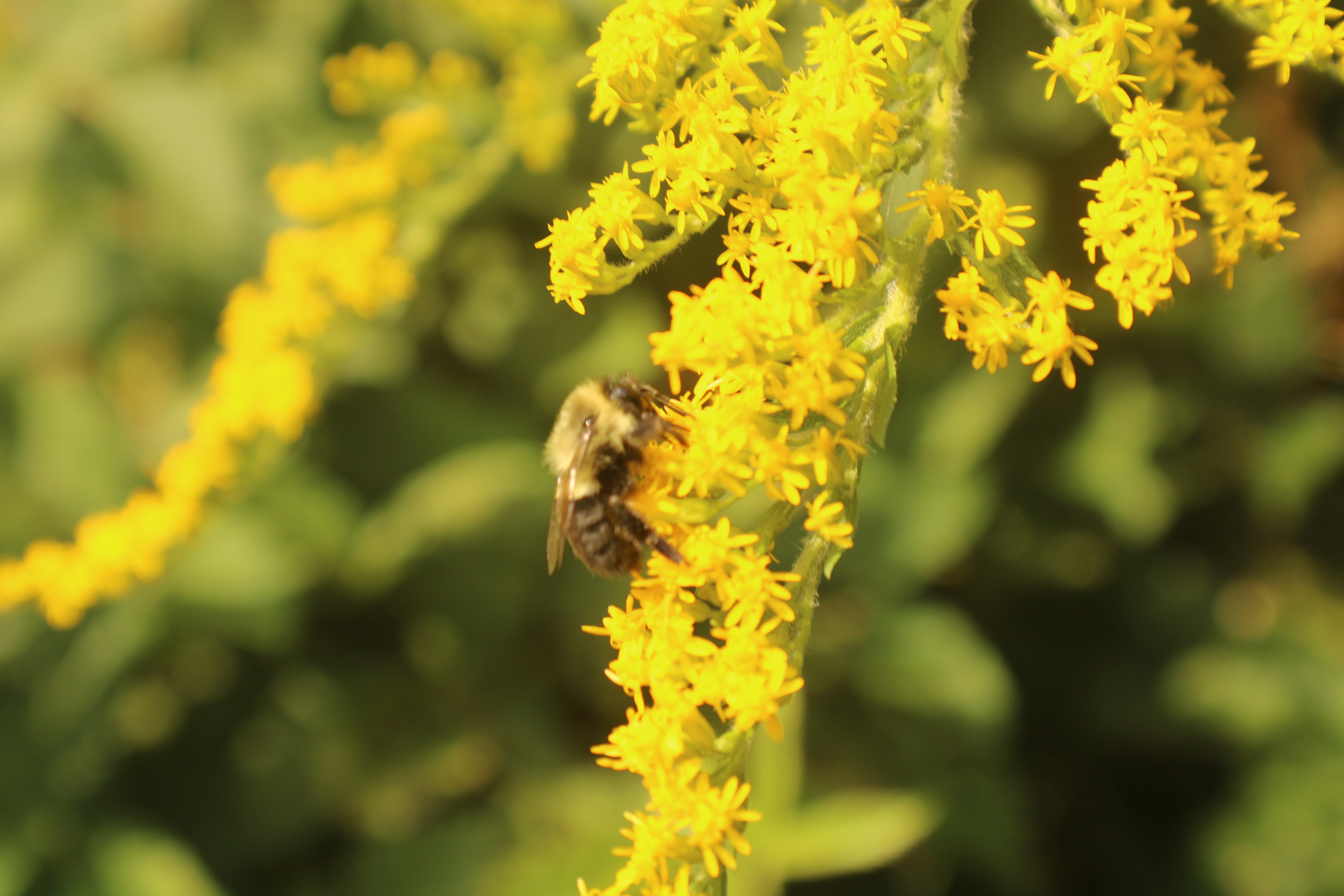 a bee on a yellow weed