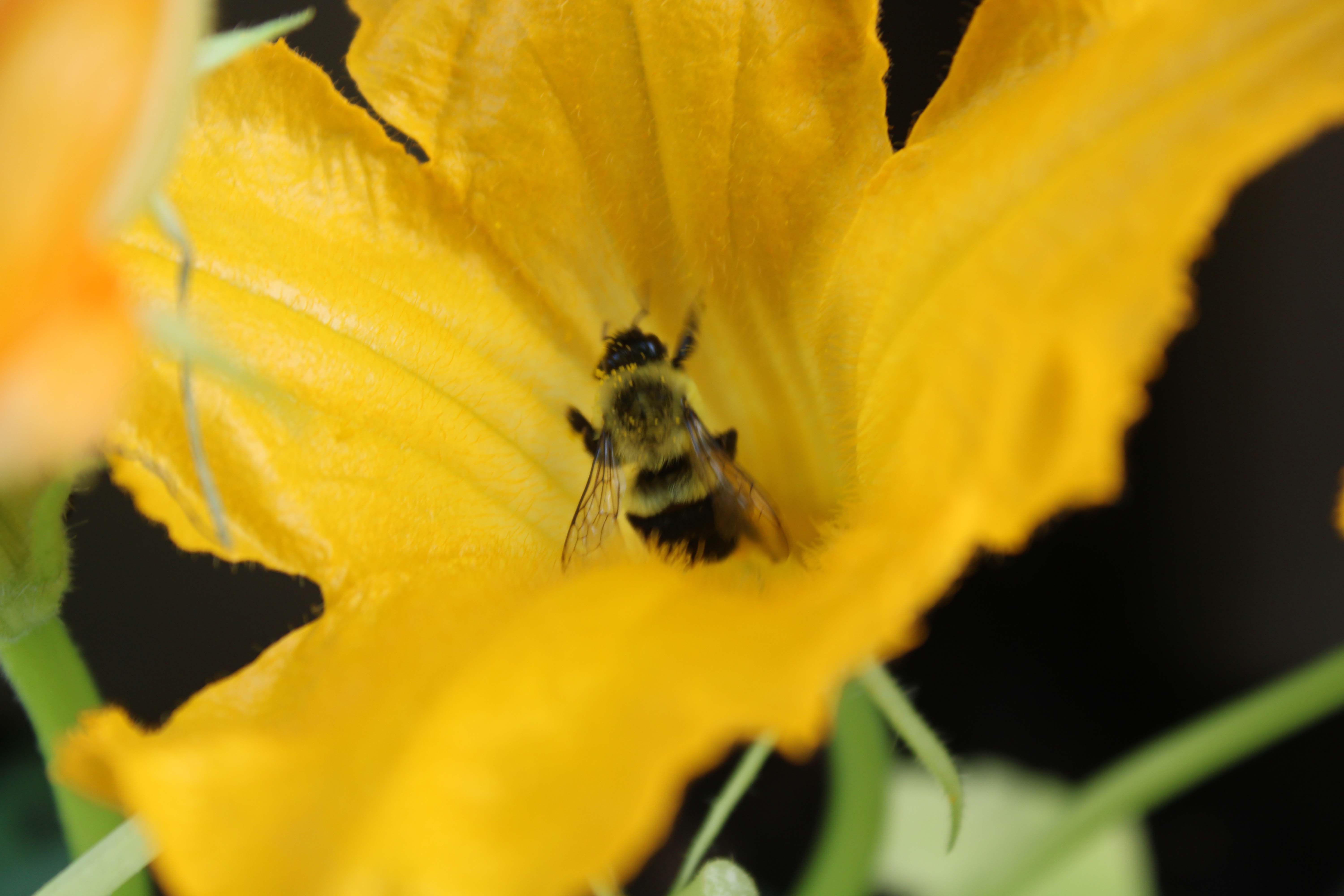 a bee on a squash flower