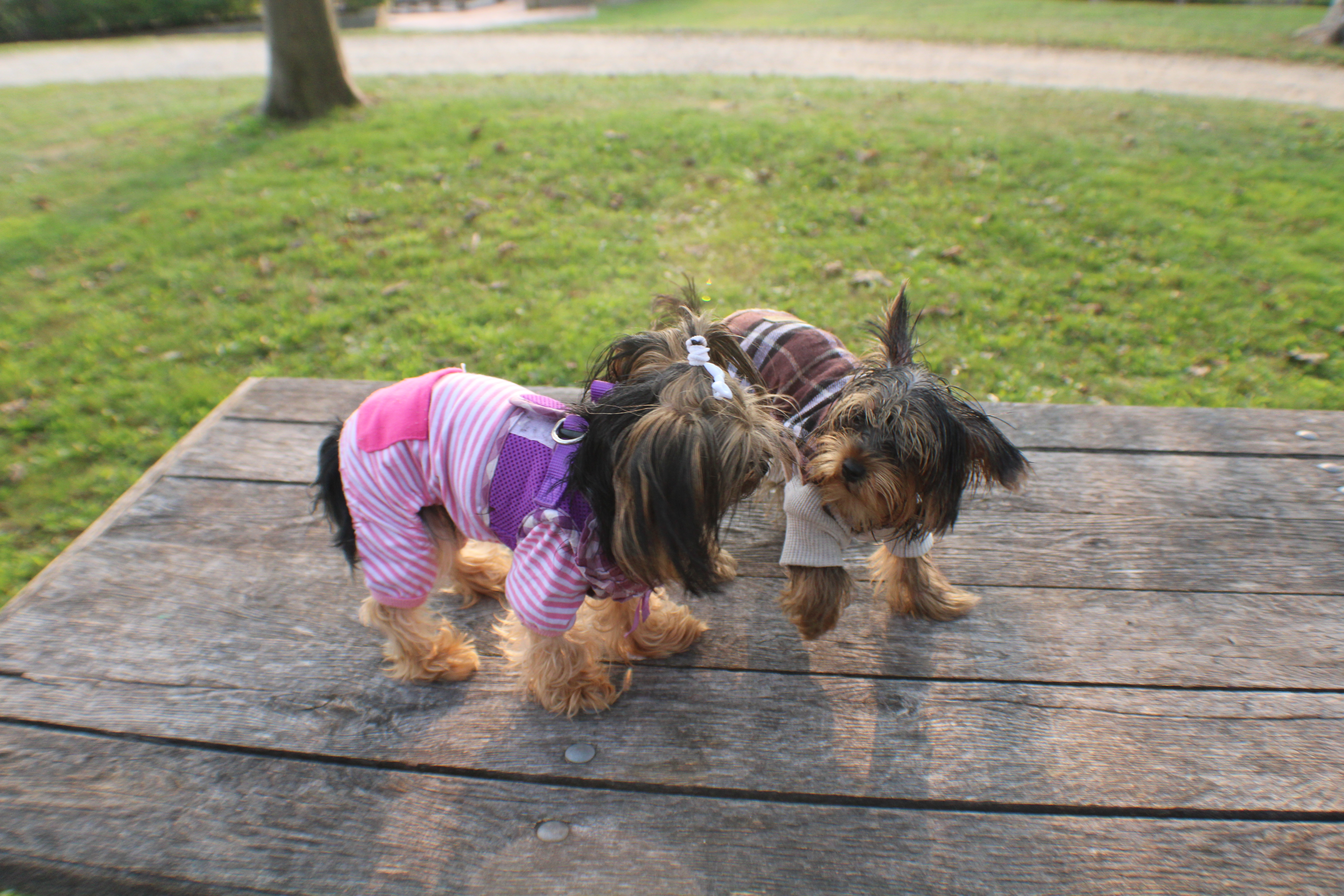 2 Yorkie's looking at each other