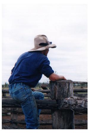 Watching the steers come in.