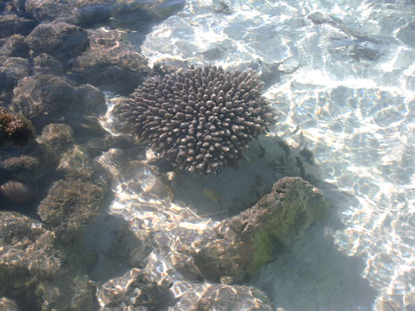 A coral reef in Maldives