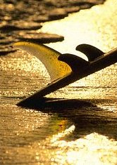 Surfboard fins - courtesy of Yahoo.com & Corbis.com