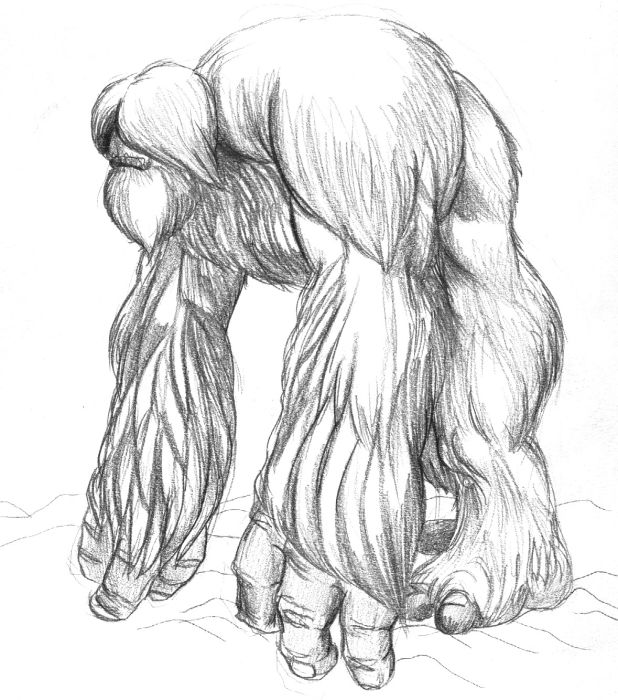 pics of yeti