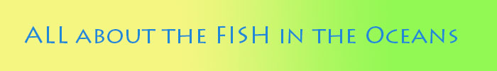 fishbanner