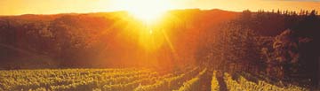 Barossa Sunrise