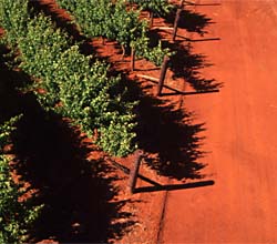 Coonawarra