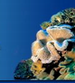 Great Barrier Reef