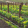 Varieties