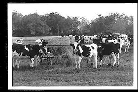 Moooooo!!!!