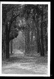 Walk Your Own Path