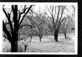 Waukeenah Pecan Grove