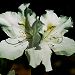 Wild Azaleas at McClay Gardens, Tallahassee