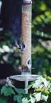 Birds fight over time at birdfeeder - Spring 2001