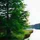 Cypress Tree on Artificial Lake by the Restaurant and Golf Course
